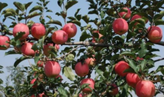 蘋(píng)果樹(shù)腐爛病的防治方法